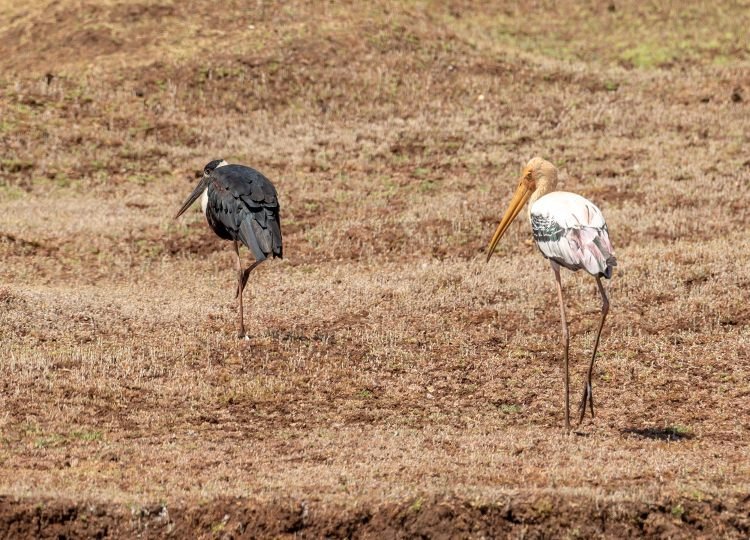 painted-stork-wolly-stork-wildlife-photography-bharathi tamilnadu