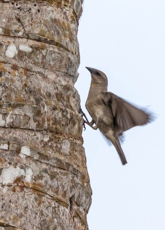 palm-tanager-wildlife-photography-bharathi murugan