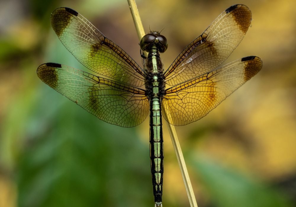 pied-paddy-skimmer-wildlife-photography-alan jose