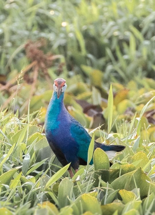 purple-swamphen-wildlife-photography-bharathi murugan