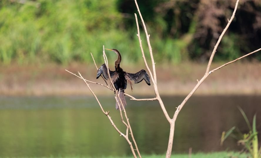 ready-to-fly-wildlife-photography-arjun a raj