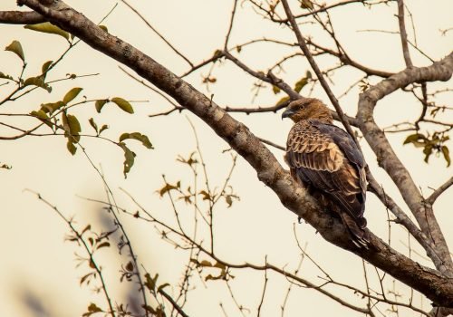 red-kite-wildlife-photography-anshul sanu