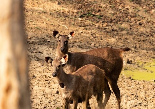 sambar deer