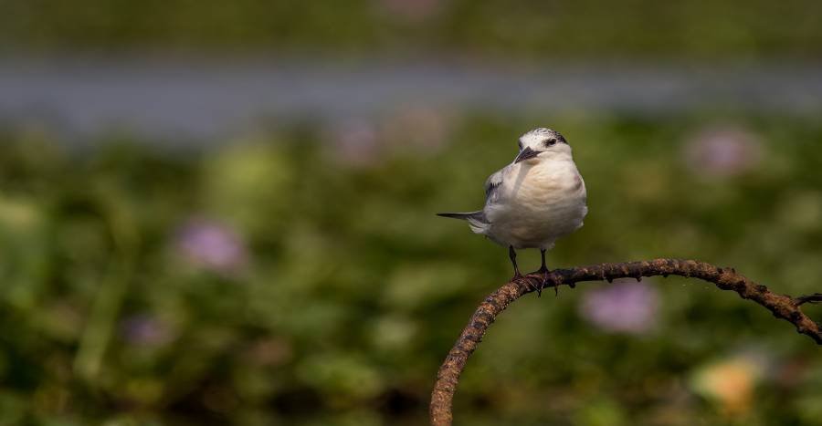 sandwich-tern-wildlife-photography-alan jose
