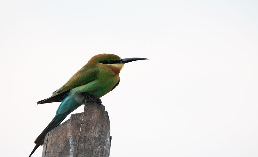 sitting-bird-wildlife-photography-arjun a raj