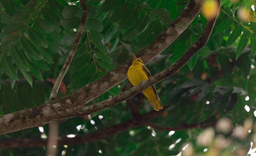 sitting-on-atree-wildlife-photography-arjun a raj