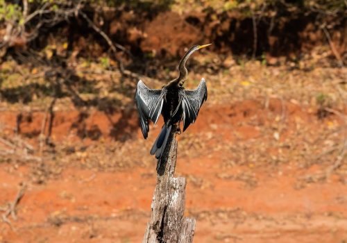 snake-bird-wildlife-photography-anshul sani