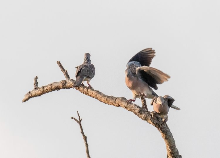 spotted-dove-wildlife-photography-bharathi murugan