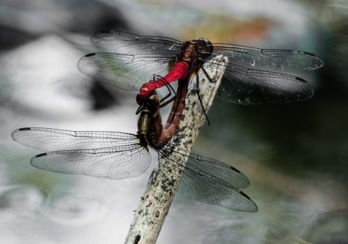 strange-mating-wildlife-photography-anshul sani