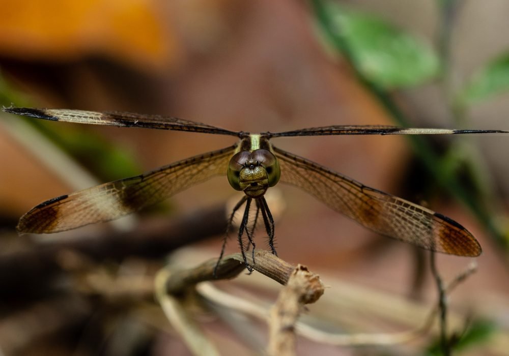 super-sight-wildlife-photography-anshul-sani