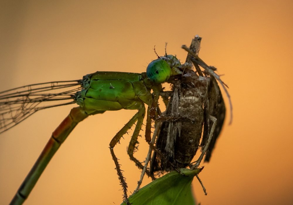 the-killer-wildlife-photography-anshul sani