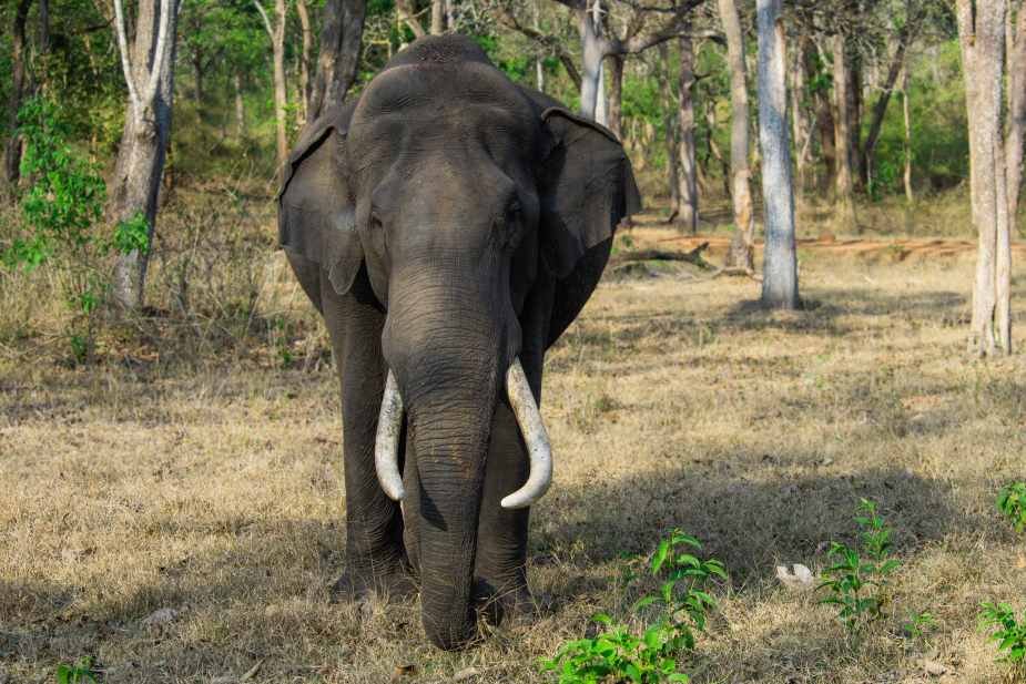 the-lone-tusker-wildlife-photography-aman john thomas