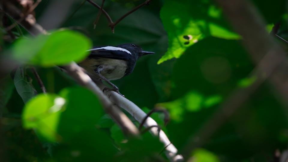 thoughtful-mind-wildlife-photography-basil mathew