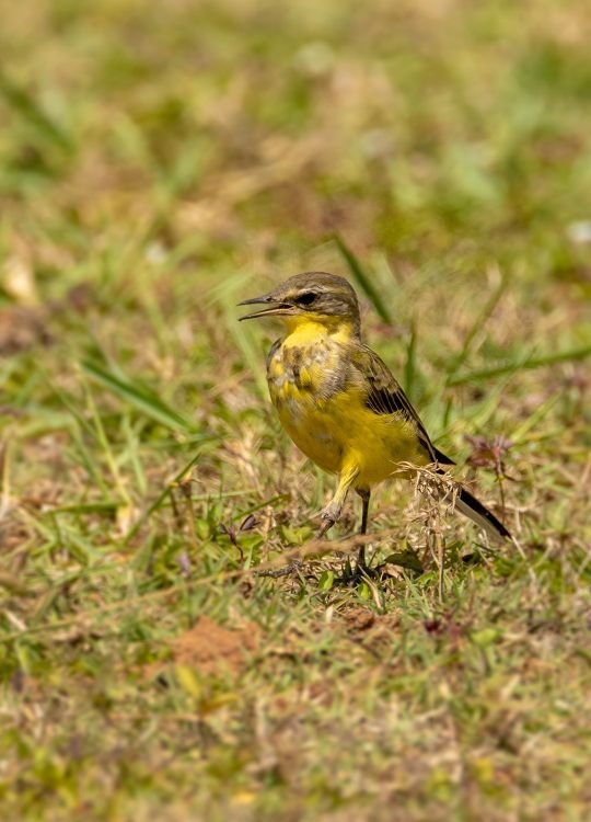 western-yellow-wagtail-wildlife-photography-bharathi murugan