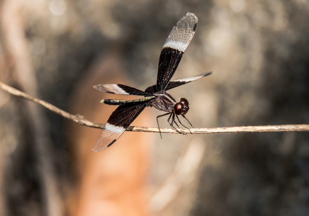 widow-skimmer-dragonfly-wildlife-photography-anshul sani