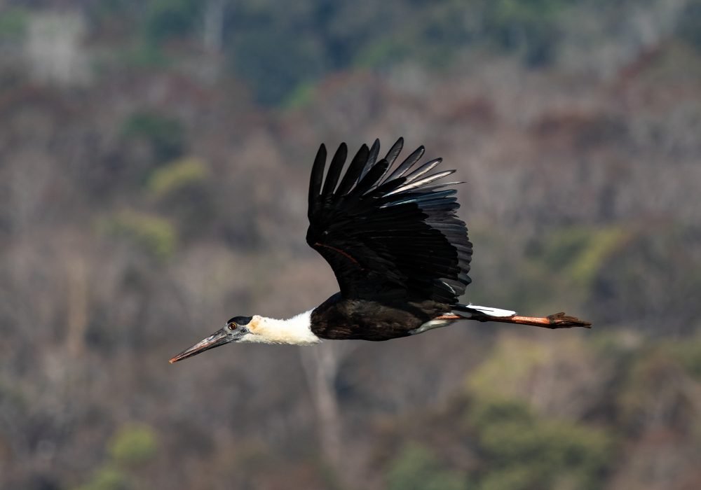 woolly-necked-stork-wildlife-photography-anshul sani