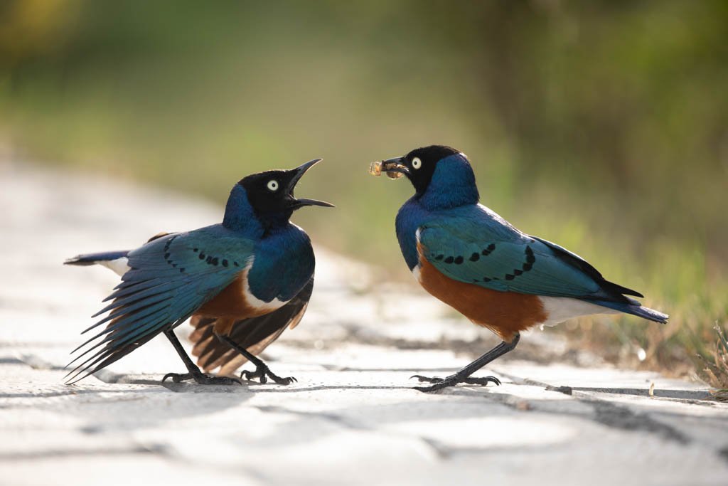 birds-photography-abin alex