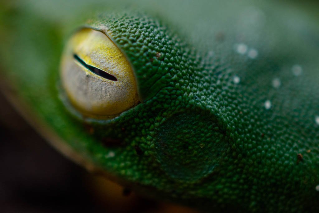 picture-in-macro-lens-abinalex
