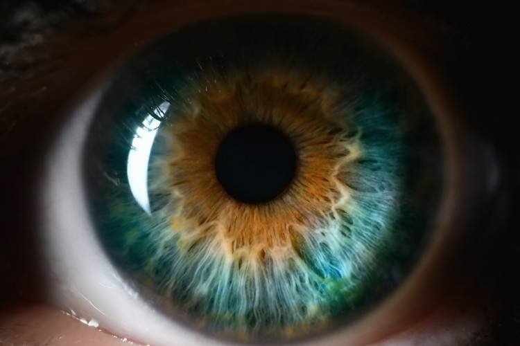 pupil