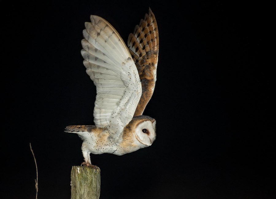 flying-bird-in-night
