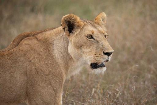 lion-wildlife-photography-abinalex