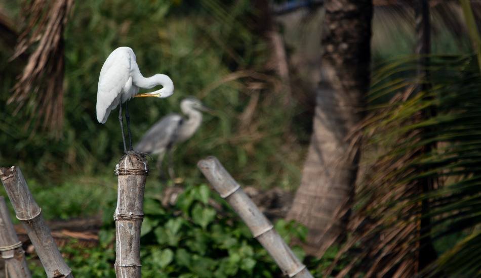 picture-quest-ebin-pj-kumbalam-ernakulam-kerala-1