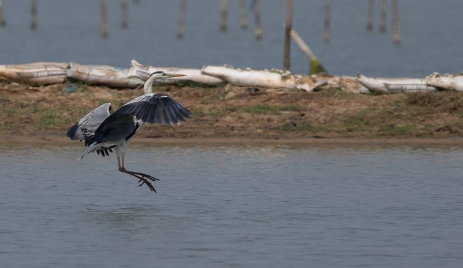 picture-quest-ebin-pj-kumbalam-ernakulam-kerala