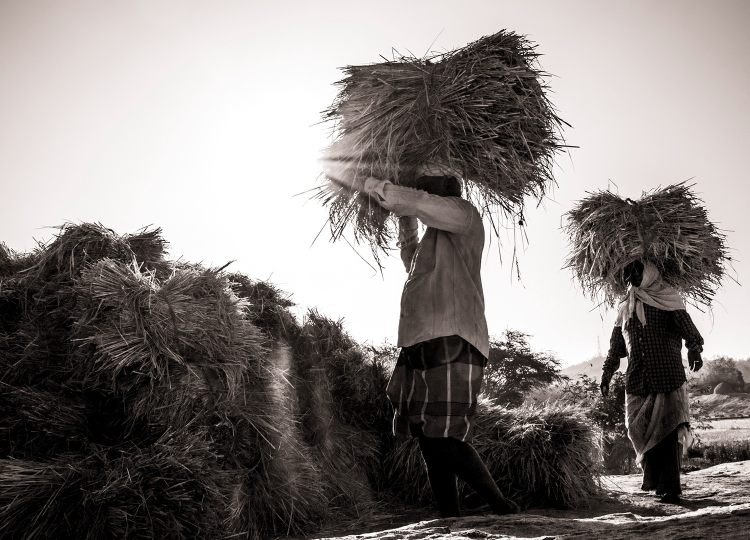 plant-to-reap-portrait-photography-bharathi murugan