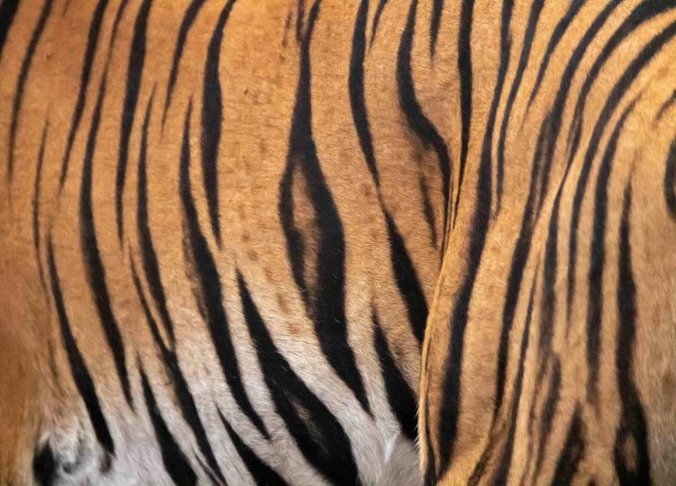 tiger-wildlife-photography-bharathi murugan