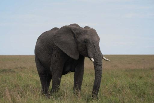 wildlife-photography-abin alex