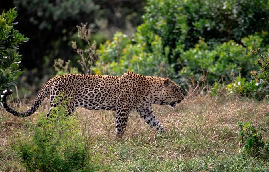 death-defaying-wildlife-photography-kasina