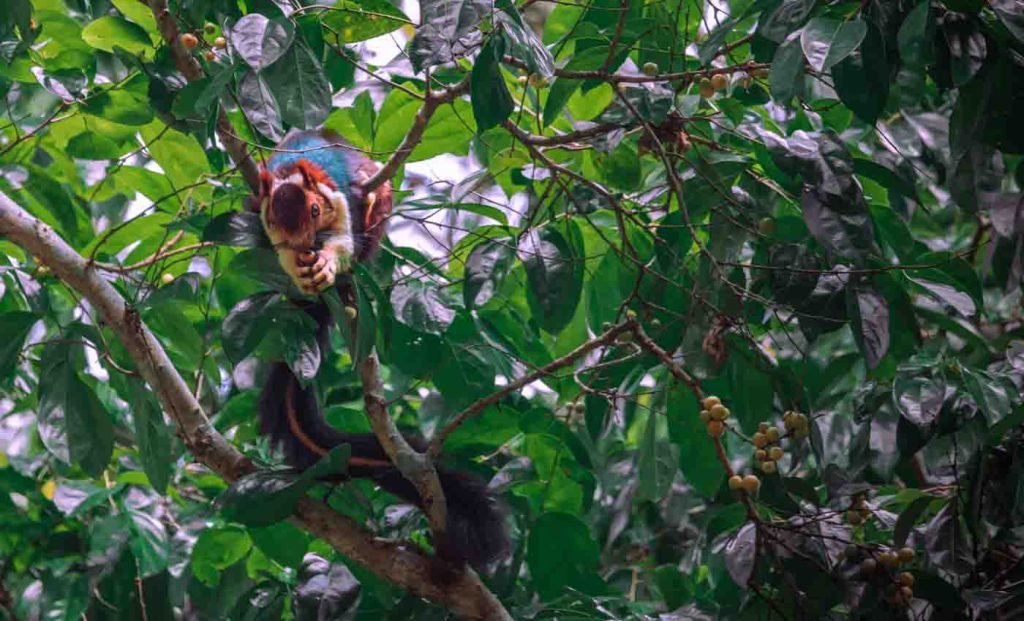 indian gaint squirrel