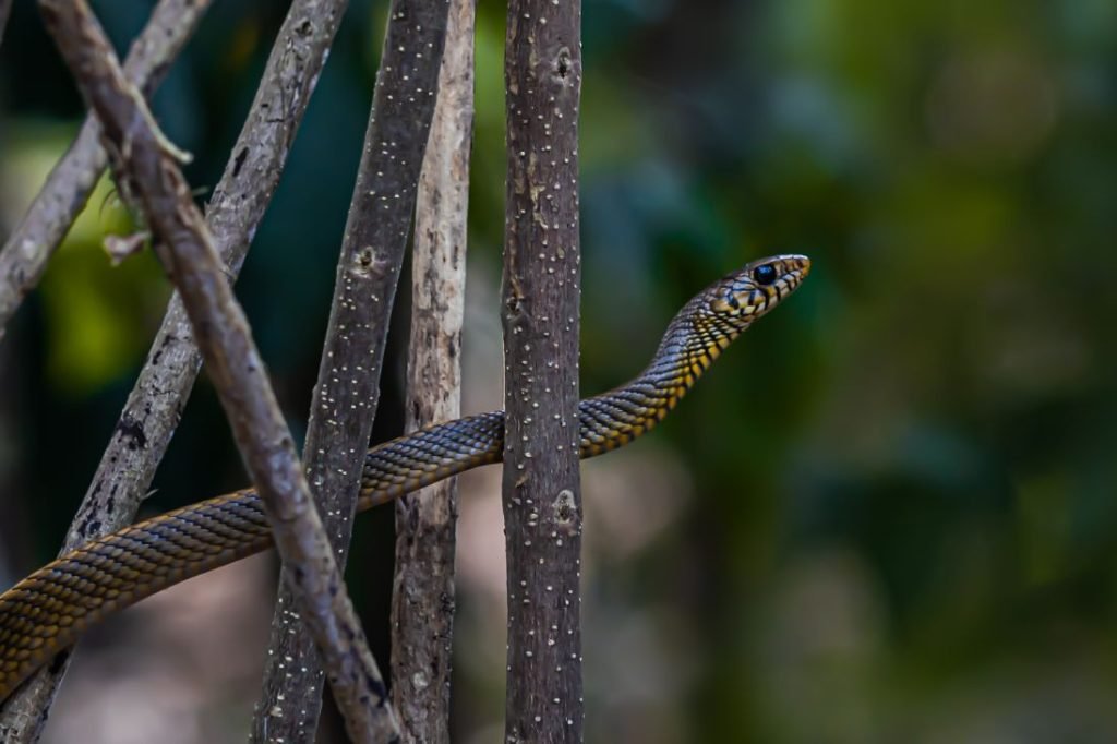 indian rat snake