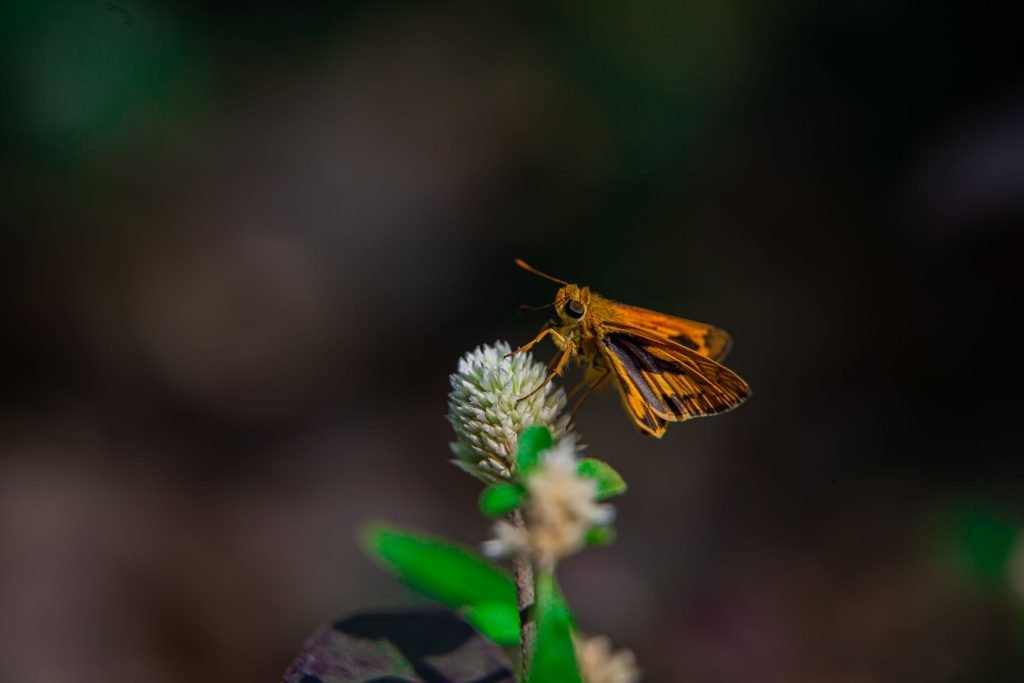 large skipper