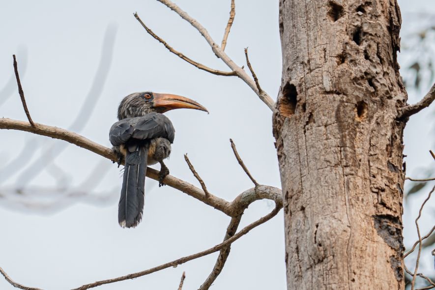 malabar grey hornbill