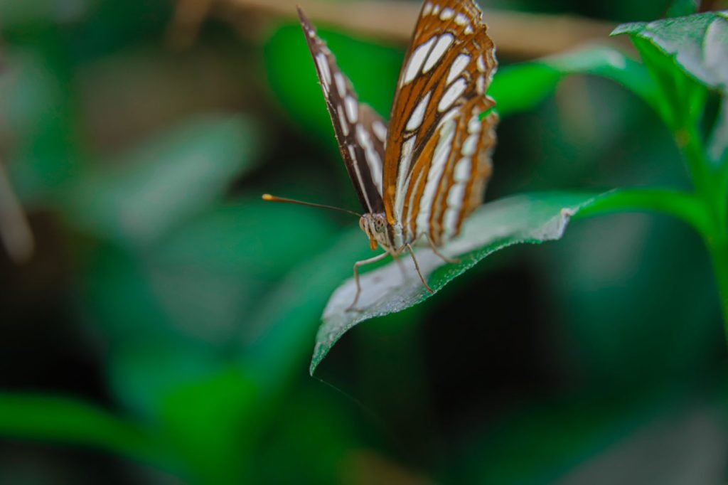 milkweed butterflies