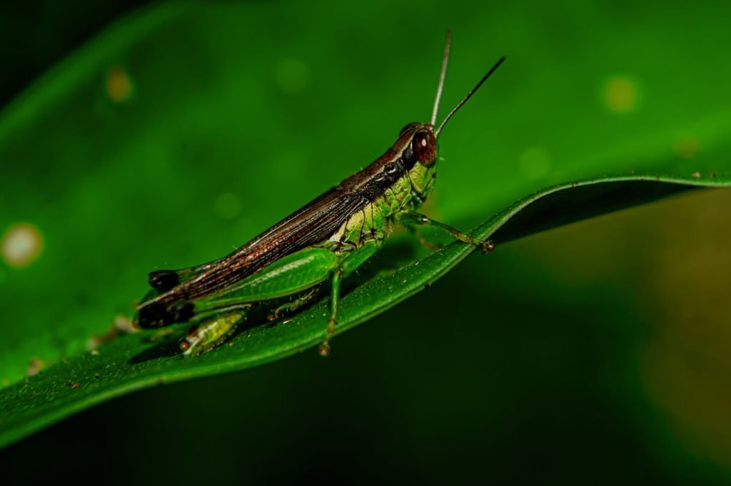 parasitism