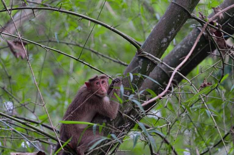 primate