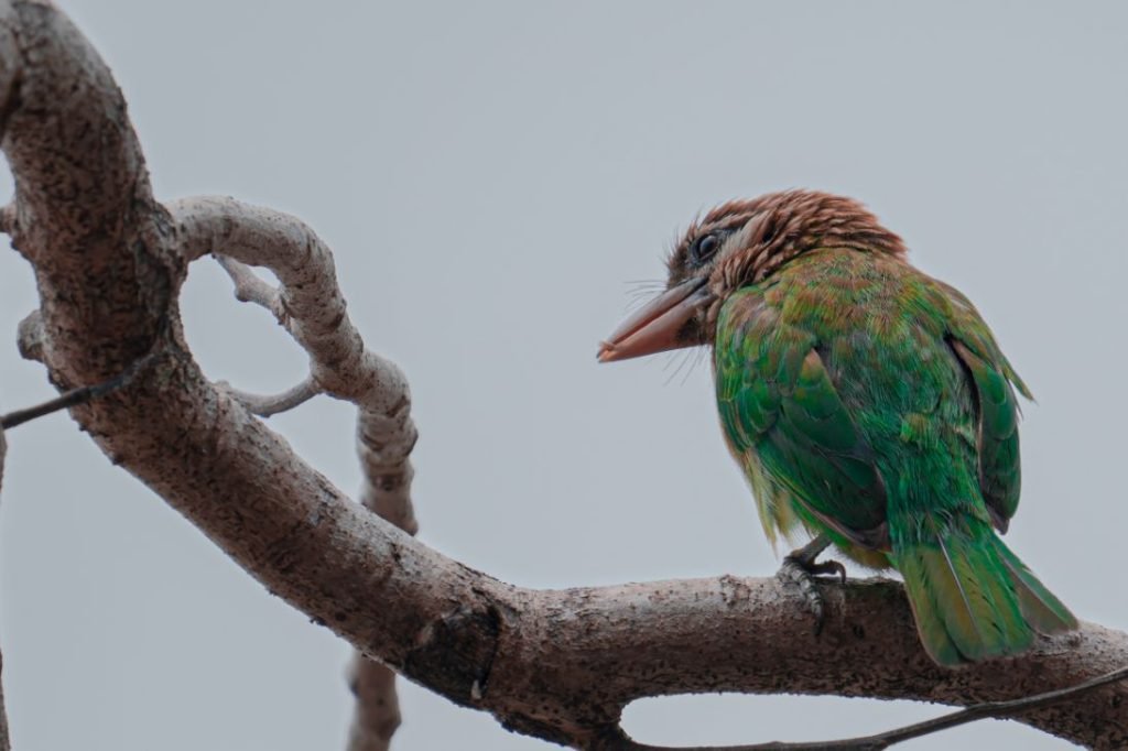 white-cheeked barbet