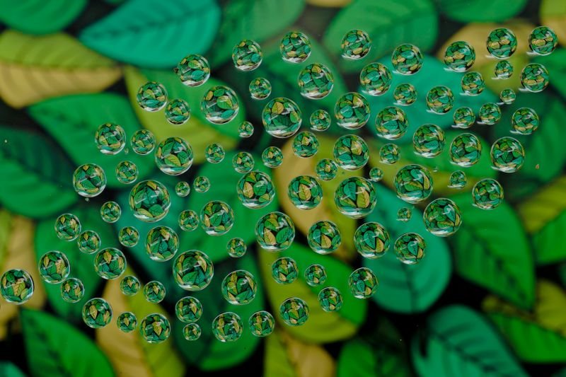 dew moisten with tiny drops muhammed mushin kannur creativehut