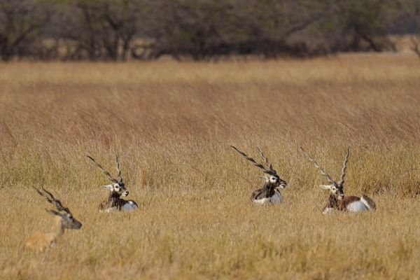 herd a group of black bucks-grazing-peacefully-together aswin k kozhikode