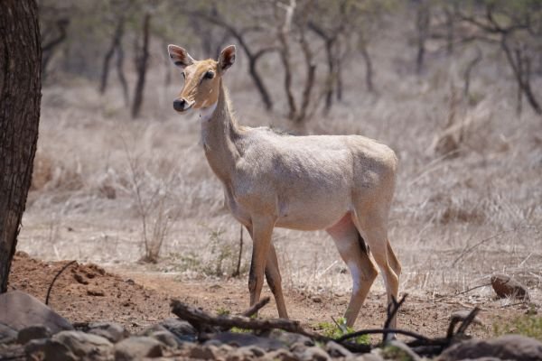regal proud nilgai standing tall and confident-aswin k kozhikode creativehut