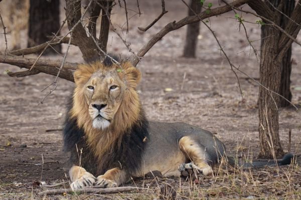 roar the powerful voice of an asian lion echoes through-savannah aswin k kozhikode creativehut