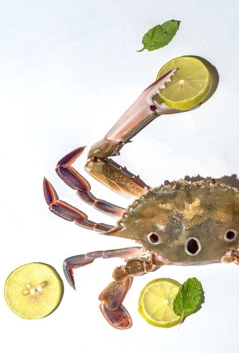 spotted-sea-crabs-vishnu