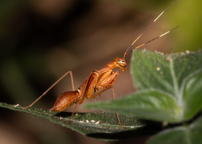 long-jumper-macro-photography-geevarghese