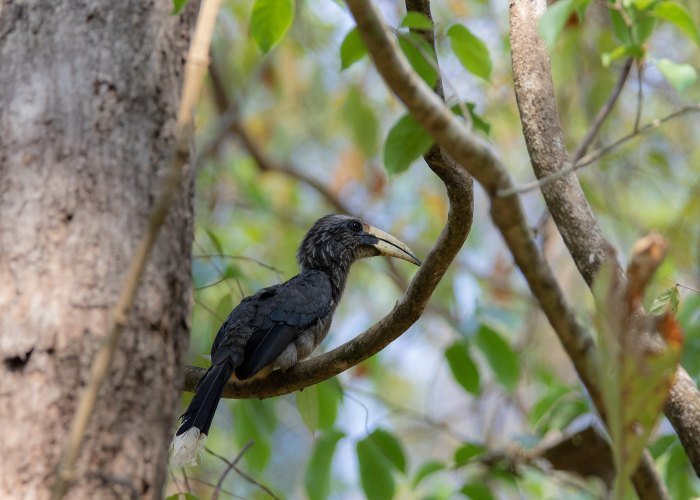 grey-hornbill-birds-photography-geevarghese