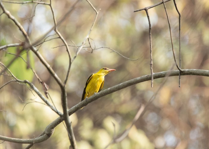 golden-oriole-birds-photography-geevarghese