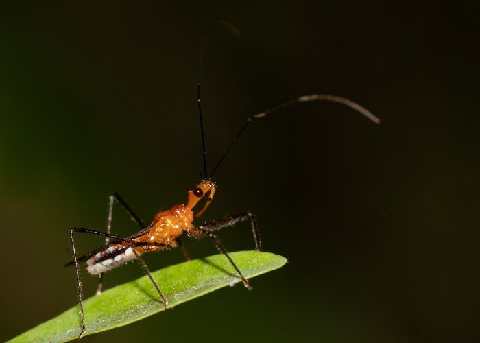 orange-king-macro-photography-geevarghese