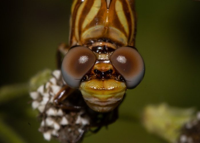 king-of-vision-macro-photography-geevarghese