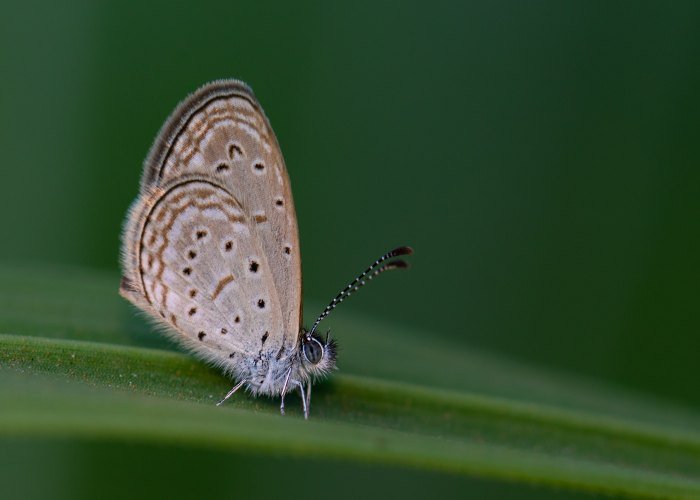 fanny-crystal-macro-photography-geevarghese